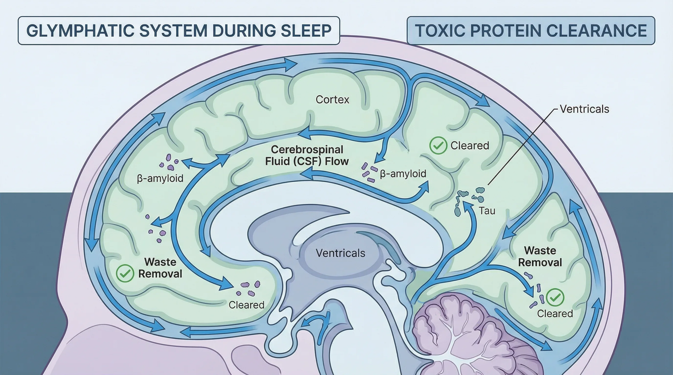 derila_dementia_3_glymphatic_system.jpg
